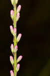 Fewflower blazing star